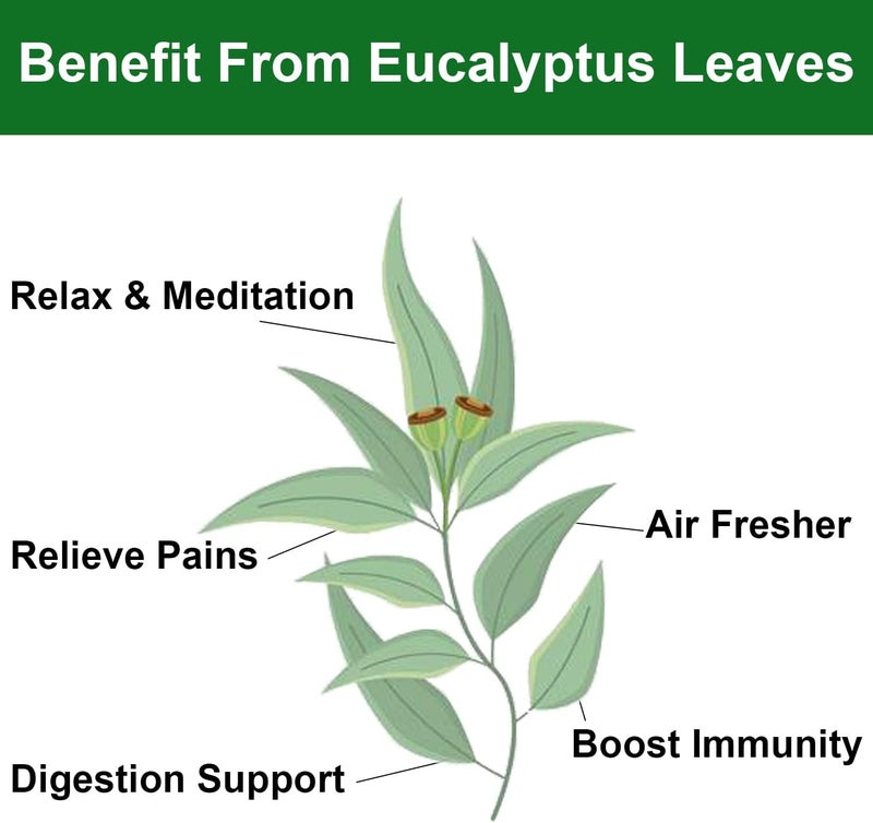 FullChea Dried Eucalyptus Leaves - 4oz - Image 4